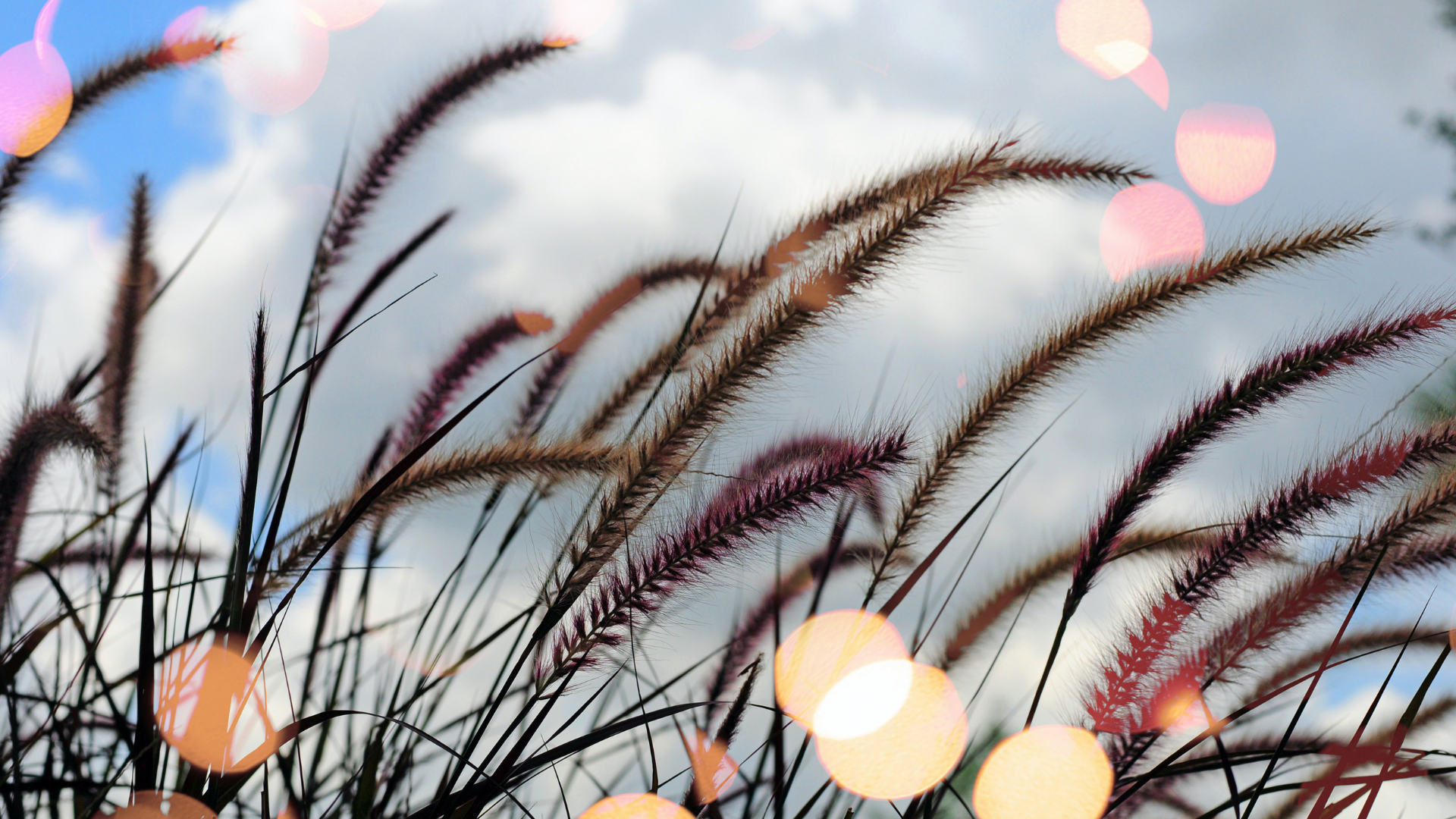 Tall grass against calming sky background